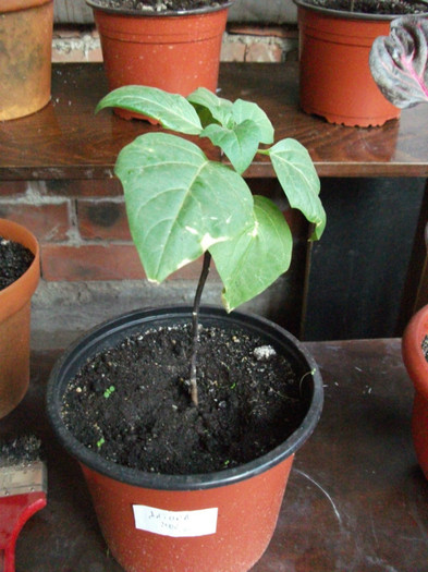 datura mov2 - Brugmansia si datura