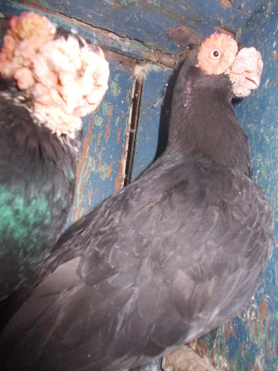 TATA-05 SI FIUL-2008