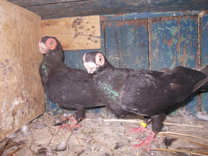 TATA-04 SI FIUL-2011