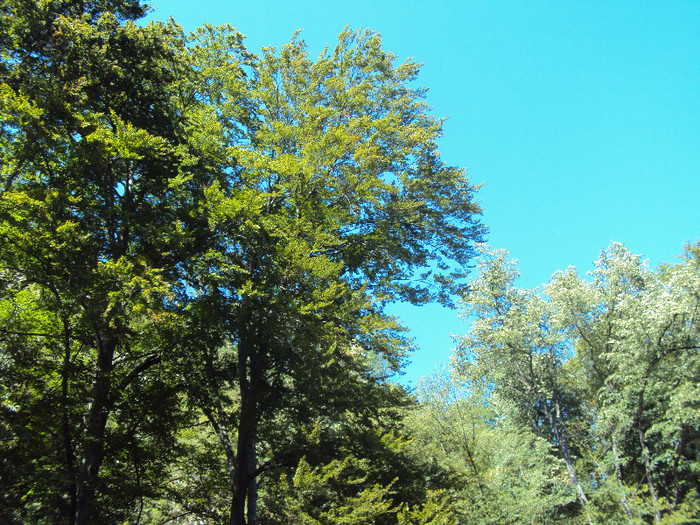 DSC00080 - Prin Romania 2012