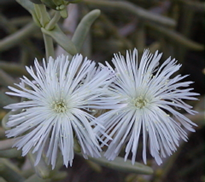 Aridaria noctiflora