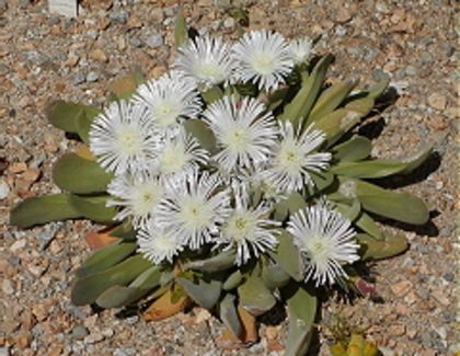 Gibbaeum velutinum