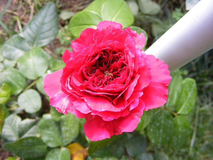 Red Leonardo da Vinci