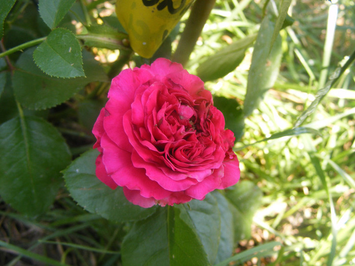 Red Leonardo da Vinci