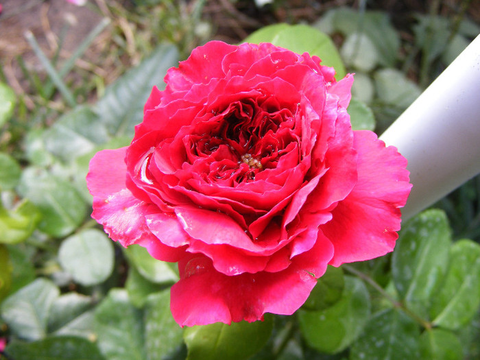 Red Leonardo da Vinci
