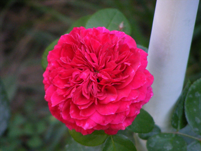 Red Leonardo da Vinci