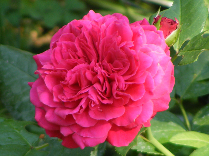 Red Leonardo da Vinci
