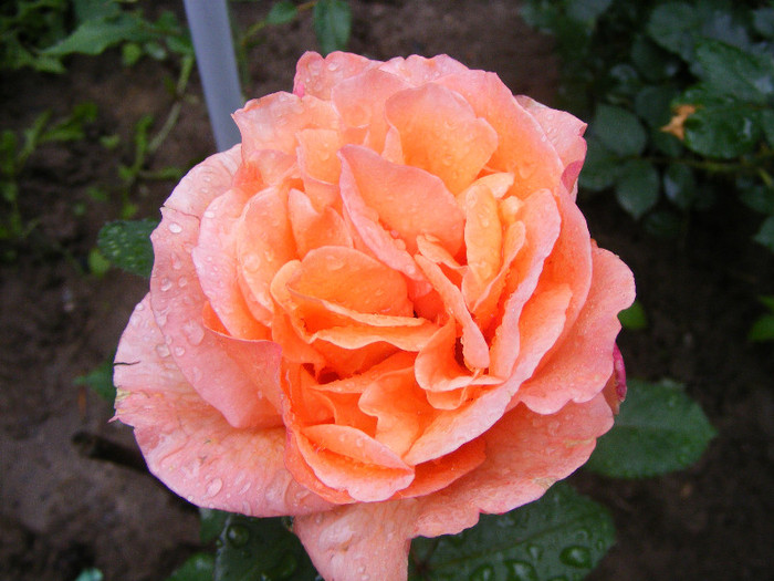 Doris Tysterman