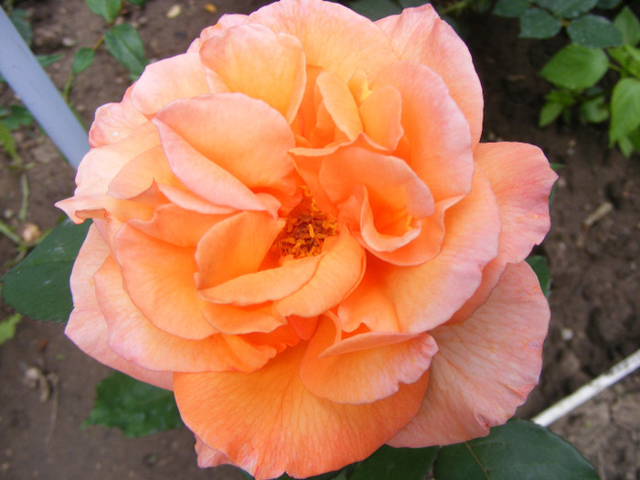 Doris Tysterman