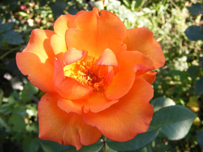 Doris Tysterman