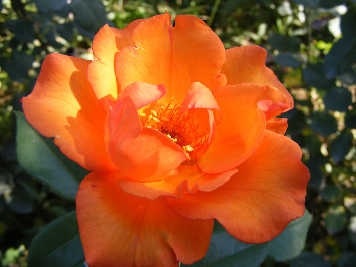 Doris Tysterman