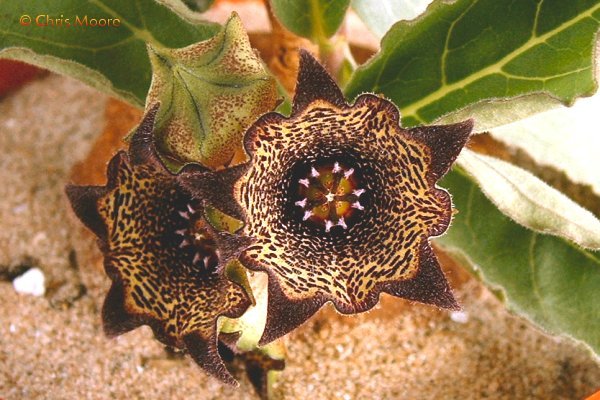 Brachystelma buchananii