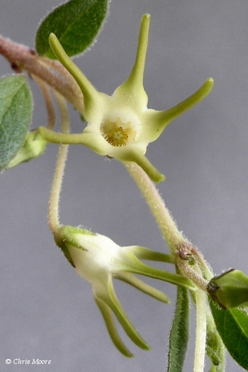 Brachystelma_thunbergii