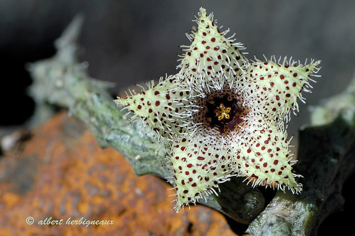 Huernia erinacea