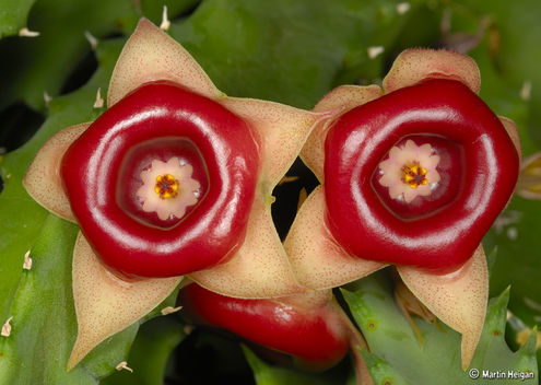 Huernia insigniflora - Wish list