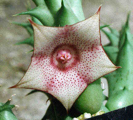 Huernia marnieriana