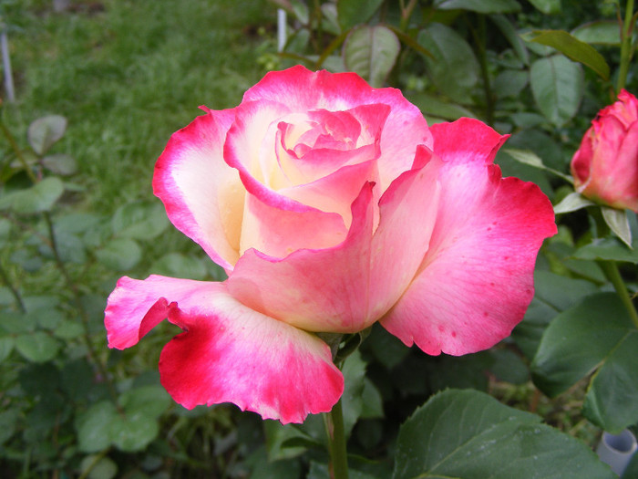 Double Delight