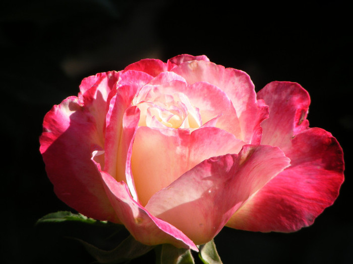 Double Delight