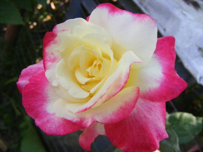 Double Delight