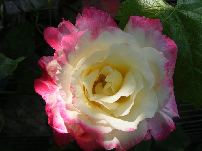 Double Delight