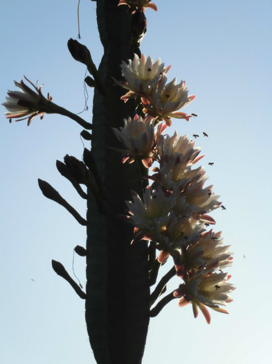 Albinute fericite. - Flori de cactus