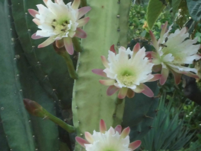 CIMG0203 - Flori de cactus