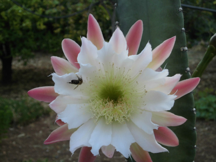 CIMG0336 - Flori de cactus