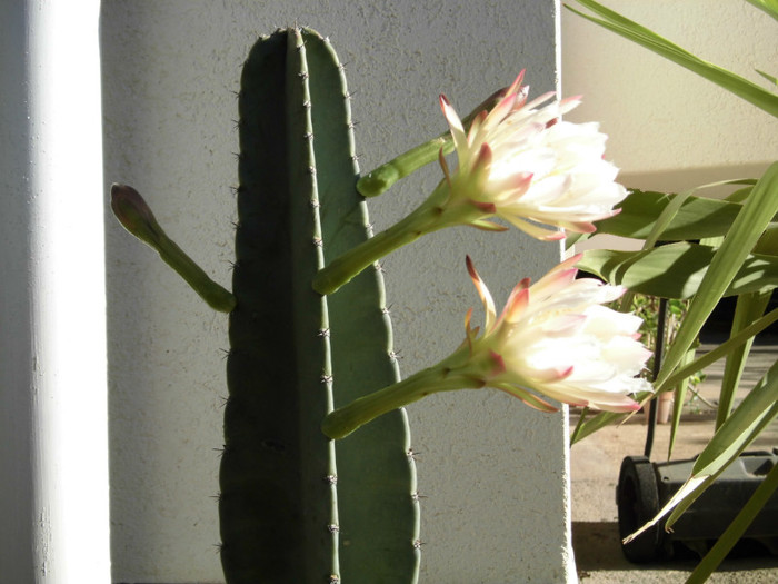 CIMG0044 - Flori de cactus