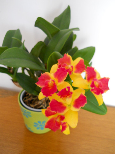 DSCN0239 - cattleya