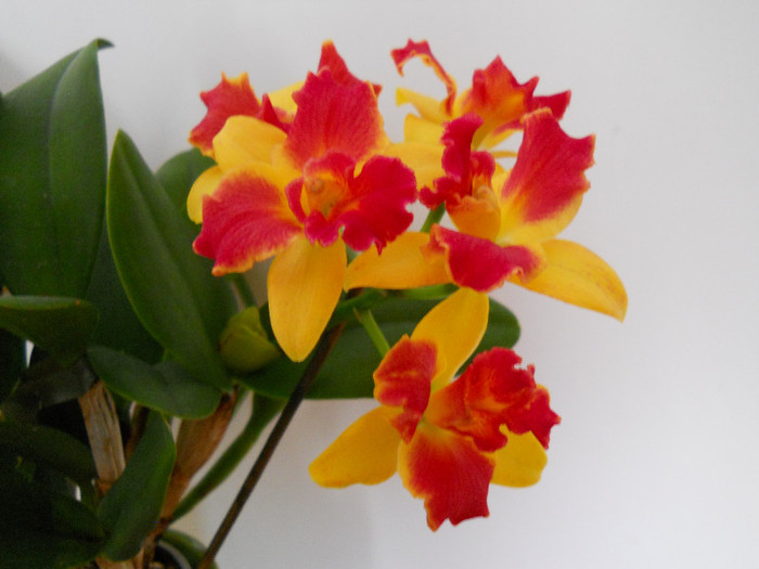 DSCN0244 - cattleya