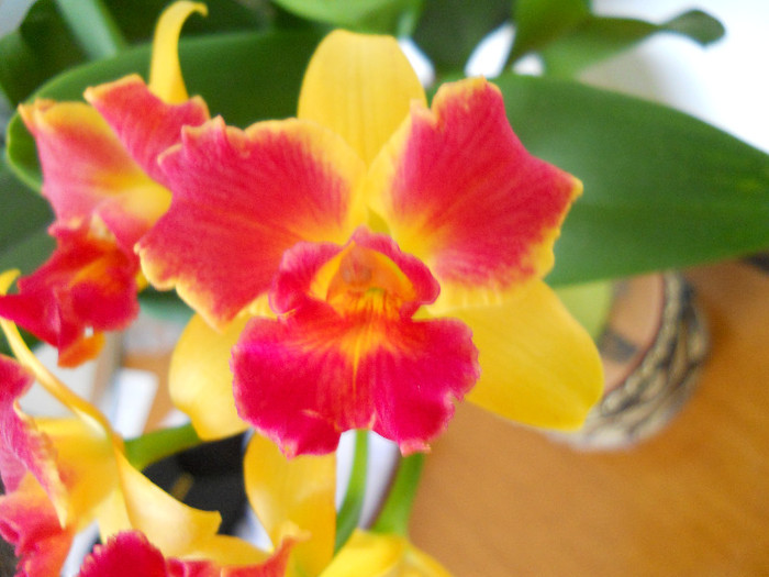 DSCN0246 - cattleya