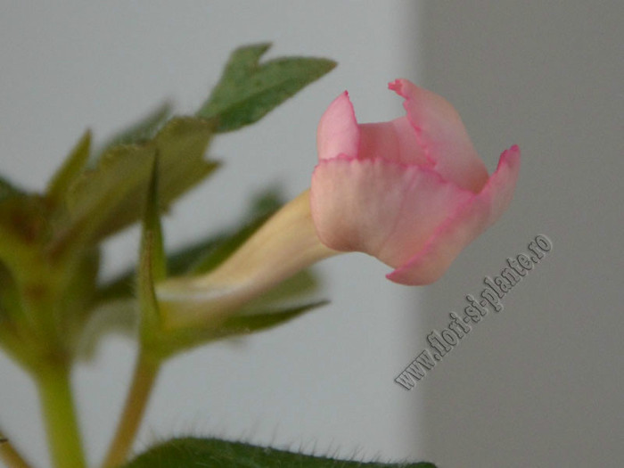Achimenes Amour - ACHIMENES II