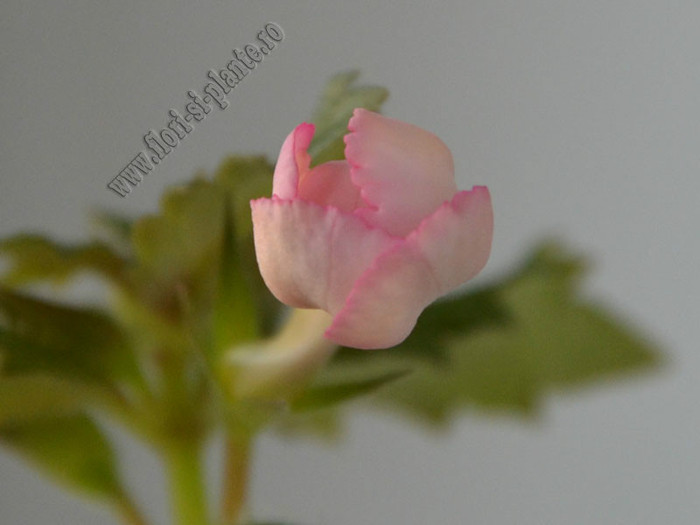 Achimenes Amour; 2012
