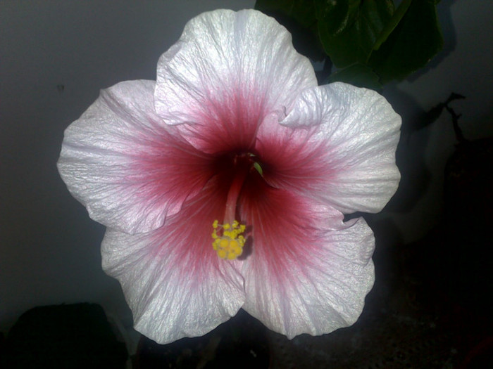 05092012582 - hibiscusi 2012