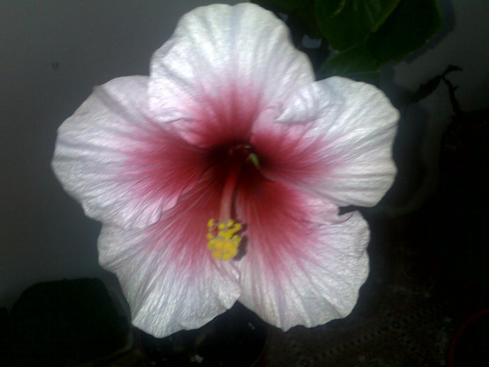 05092012583 - hibiscusi 2012