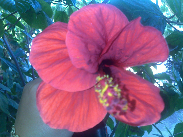 05092012586 - hibiscusi 2012