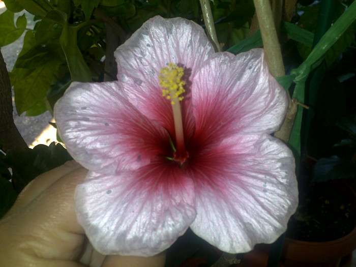 05092012587 - hibiscusi 2012