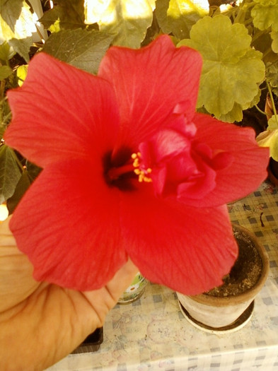 6 septembrie 2012-flori 007 6 septembrie 2012-flori 007