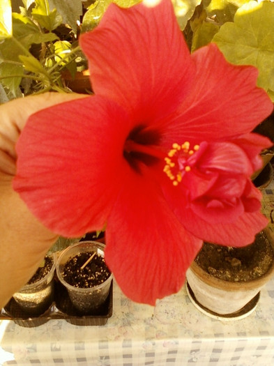 6 septembrie 2012-flori 009 6 septembrie 2012-flori 009