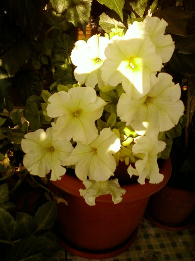 6 septembrie 2012-flori 008 6 septembrie 2012-flori 008