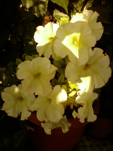 6 septembrie 2012-flori 012 6 septembrie 2012-flori 012