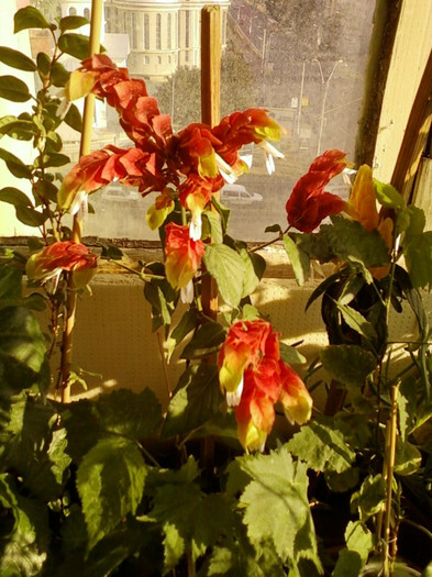 6 septembrie 2012-flori 013 6 septembrie 2012-flori 013