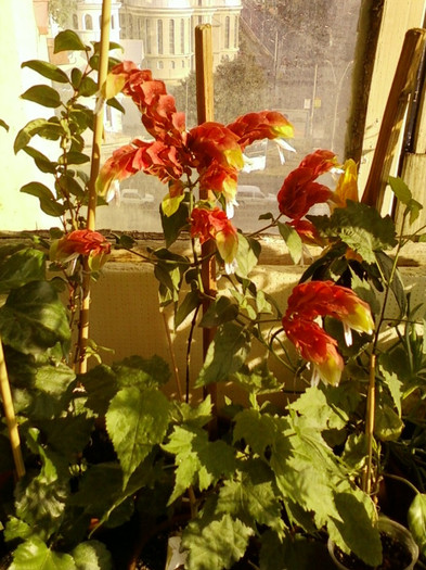 6 septembrie 2012-flori 015 6 septembrie 2012-flori 015