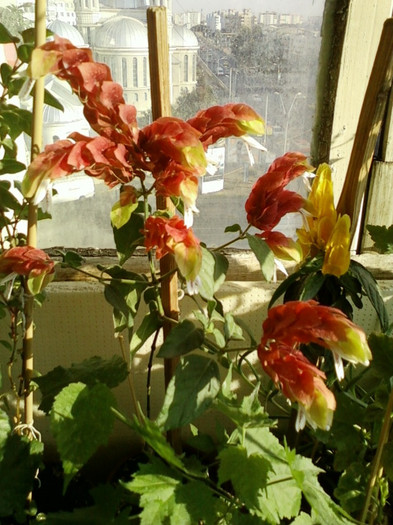 6 septembrie 2012-flori 026 6 septembrie 2012-flori 026