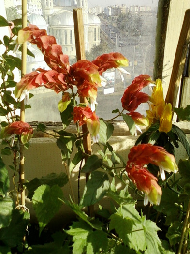 6 septembrie 2012-flori 027 6 septembrie 2012-flori 027