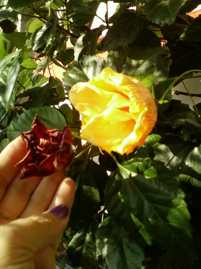 6 septembrie 2012-flori 030 6 septembrie 2012-flori 030