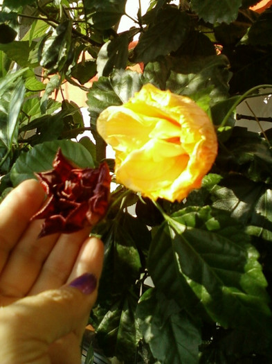 6 septembrie 2012-flori 031 6 septembrie 2012-flori 031