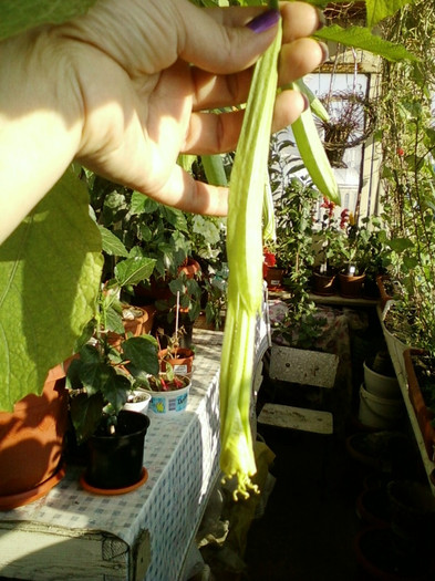 6 septembrie 2012-flori 032 6 septembrie 2012-flori 032