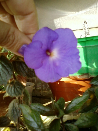 6 septembrie 2012-flori 039 6 septembrie 2012-flori 039