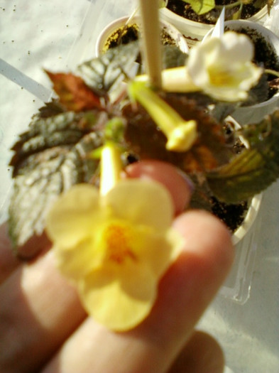 6 septembrie 2012-flori 036 6 septembrie 2012-flori 036